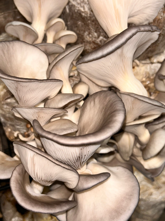 champignon test